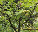 Wild Apple Tree