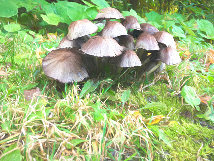 Inky cap fungi