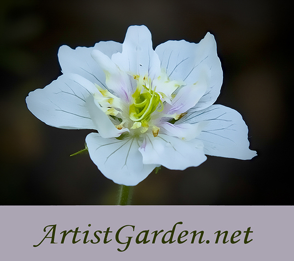 ArtistGarden.net Logo